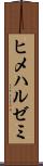 ヒメハルゼミ Scroll