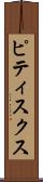 ピティスクス Scroll