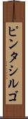 ピンタシルゴ Scroll