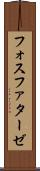 フォスファターゼ Scroll