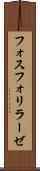 フォスフォリラーゼ Scroll