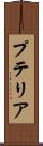 プテリア Scroll