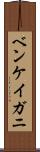 ベンケイガニ Scroll