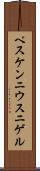 ペスケンニウス・ニゲル Scroll