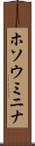 ホソウミニナ Scroll