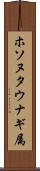 ホソヌタウナギ属 Scroll