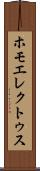 ホモ・エレクトゥス Scroll