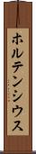 ホルテンシウス Scroll