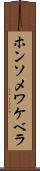 ホンソメワケベラ Scroll