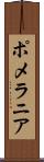 ポメラニア Scroll