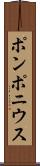 ポンポニウス Scroll