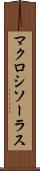 マクロシソーラス Scroll