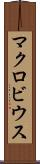 マクロビウス Scroll