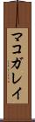 マコガレイ Scroll