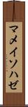 マメイソハゼ Scroll