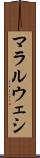 マラルウェシ Scroll