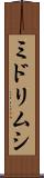 ミドリムシ Scroll