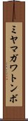 ミヤマガワトンボ Scroll