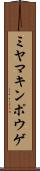 ミヤマキンポウゲ Scroll