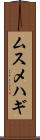 ムスメハギ Scroll