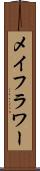 メイフラワー Scroll