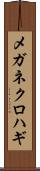 メガネクロハギ Scroll