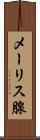 メーリス腺 Scroll