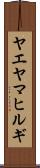 ヤエヤマヒルギ Scroll