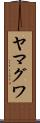 ヤマグワ Scroll