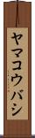 ヤマコウバシ Scroll