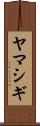 ヤマシギ Scroll
