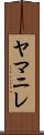 ヤマニレ Scroll