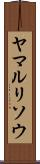 ヤマルリソウ Scroll