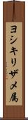 ヨシキリザメ属 Scroll