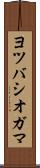 ヨツバシオガマ Scroll