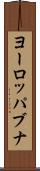 ヨーロッパブナ Scroll
