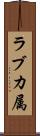 ラブカ属 Scroll