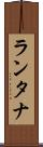 ランタナ Scroll