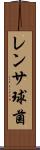 レンサ球菌 Scroll