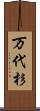 万代杉 Scroll