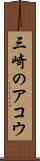 三崎のアコウ Scroll