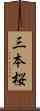 三本桜 Scroll