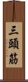 三頭筋 Scroll