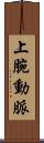 上腕動脈 Scroll