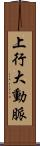 上行大動脈 Scroll
