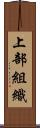 上部組織 Scroll
