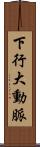 下行大動脈 Scroll
