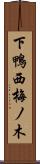 下鴨西梅ノ木 Scroll