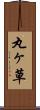 丸ヶ草 Scroll