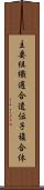 主要組織適合遺伝子複合体 Scroll